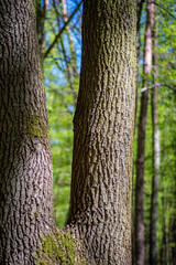 Two trunks of one large tree, the woods of Warsaw, Poland. Sunny day in a green woodland in spring. Selective focus on the details, blurred background.