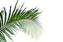 Tropical Coconut Leaves On White Isolated Background With Copy Space For Background Backdrop