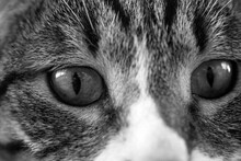 Close Up Of A Cat Face 