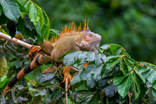Green Iguana (Iguana Iguana) On Tree In Tropical Rainforest, Refugio De Vida Silvestre Cano Negro, Costa Rica Wildlife.