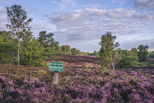 Germany, Hamburg, Heather Blooming In Fischbeker Heide Nature Reserve At Dusk