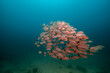 © Westend61 - School of fish swimming together undersea