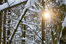 Winter Sun Peeps Through The Snow-covered Branches Of Trees. Winter Pine Forest