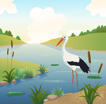 White Stork Wading In Shallow Water And Searching Food, A River Or Lake With Reeds And Other Water Plants. Bird In Natural Landscape Illustration