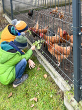 The Children Feed The Chickens That Are Behind The Wire Mesh Fence