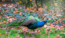 Peacock On Grass And Dry Leaves