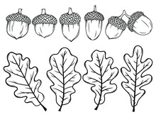 Set Of Acorns With Leaves. Collection Of Hazelnuts With Caps. Oak Leaves. Forest. Vector Illustration Of Autumn Ekibana On A White Background.