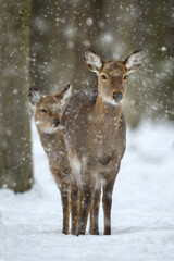 Fototapete - Two female deer in the winter forest. Animal in natural habitat