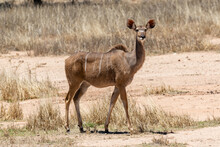 View Of One Kudu Cow In The Dry Veld Of The Kgalagadi Transfrontier Park In South Africa