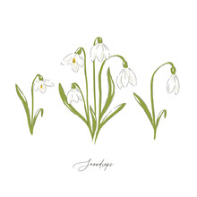 Snowdrops Early Spring Flower Botanical Hand Drawn Vector Illustration Set Isolated On White. Vintage Romantic Forest Wildflower Florals Curiosity Cabinet Aesthetic Print.