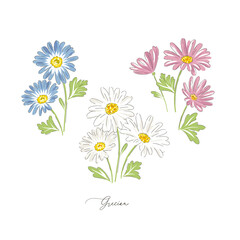 Wall Mural - Grecian daisy spring flower botanical hand drawn vector illustration set isolated on white. Vintage romantic cottage garden florals curiosity cabinet aesthetic print.