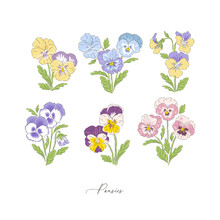 Pansy Spring Flower Botanical Hand Drawn Vector Illustration Set Isolated On White. Vintage Romantic Cottage Garden Pansies Florals Curiosity Cabinet Aesthetic Print.