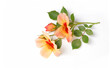 Persische Rose liegt auf weißem Hintergrund, 3D-Ansicht