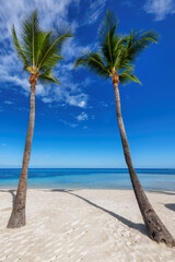 Wall Mural - Tropical white sand beach with coco palms and the turquoise sea on Caribbean island.