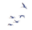 Flock of flying swans
