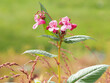 Pink flowers of Himalayan balsam plant, Impatiens glandulifera