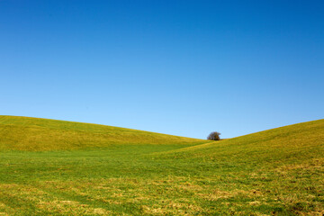 Wall Mural - spring landscape background with blue sky and green grass field.