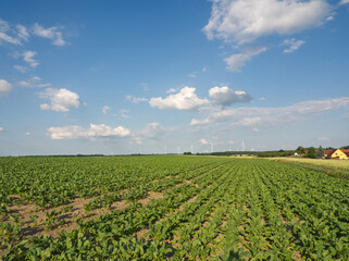 Growing sugar beet on field near village on blue sky background with wind turbine. Agribusiness and agro industry background. Summer farming landscape. Sugar beet farm. Green meadow on cloudy sky. 