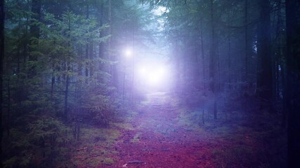 Wall Mural - Dark foggy colorful mysterious forest fairy light movement animation background.