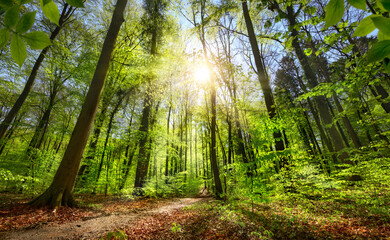 Wall Mural - Green forest with blue sky and the sun shining bright and illuminating a path leading towards the light