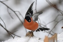 Bullfinch Is Sitting On A Branch In The Forest