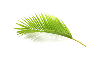 Poster - green leaf of palm tree on white background