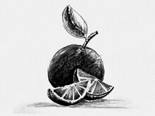Realistic Pencil Sketch Drawing Of Orange Fruit