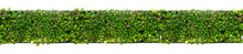 Longitudinal Green Leaves Plant On Vertical Wall