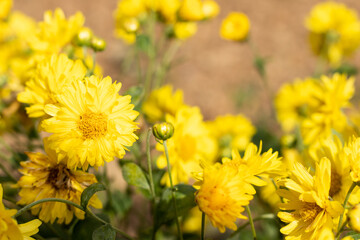 Wall Mural - Closed up of yellow color Chrysanthemum flower background