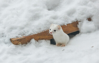 Wall Mural - Snow White ermine short tailed weasel