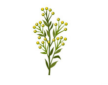 A Plant With Green Leaves, With Yellow Flower Buds, On A White Background, For Design And Print