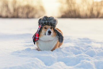 Sticker - funny corgi dog sitting in a winter cold park in the snow in a warm fur hat with earflaps