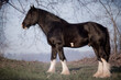 Shire Horse 