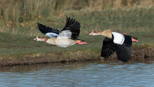 Male And Female Egyptian Geese Flying