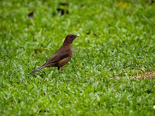Boat-tailed Grackle Costa, Quiscalus Mexicanus, Looking For Food In A Meadow. Rica