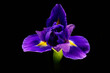 Irys . kompozycja tła, tekstura koloru. płatki Irysa w kontraście czarne tło. Kwiat jako tapeta na pulpit lub życzenia.