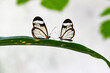 Greta oto, two window butterflies on green leaf, natural symetrie