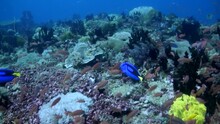 
Reef Scenic with Blue Hepatus Tangs (Paracanthurus hepatus) - Philippines