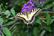 Schwalbenschwanz, Papilio machaon, auf Sommerflieder, Schmetterlingsflieder im Sommer