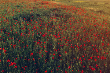 Fotomurales - Red common poppy flowers in grass field meadow in spring