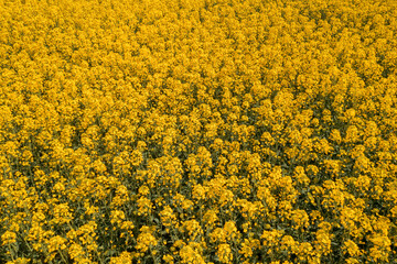 Fotomurales - Blooming field of rapeseed crop flowers , high angle view drone photography