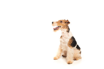 Wall Mural - curly wirehaired fox terrier with open mouth sitting on white.