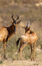 Red Hartebeest In The Kgalagadi
