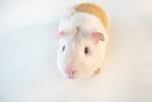 White Guinea Pig Isolated On A White Background. Domestic Guinea Pig.