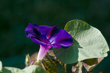 Purple Morning Glory (Ipomoea Purpurea) In Garden