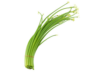 Wall Mural - Scallion Flower