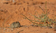 Juvenile Four-striped Grass Mouse in the Kgalagadi
