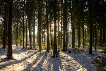 Beautiful forest landscape for the background. The light of the sun through the trees in winter at sunset.