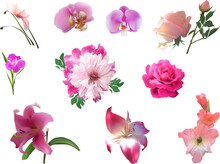 Set Of Ten Pink Flowers Isolated On White