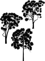 Wall Mural - three large eucalyptus trees silhouettes isolated on white